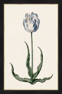 Study of a Blue Tulip I