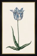 Study of a Blue Tulip II Petite