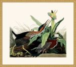 Audubon's Green Heron in Gold